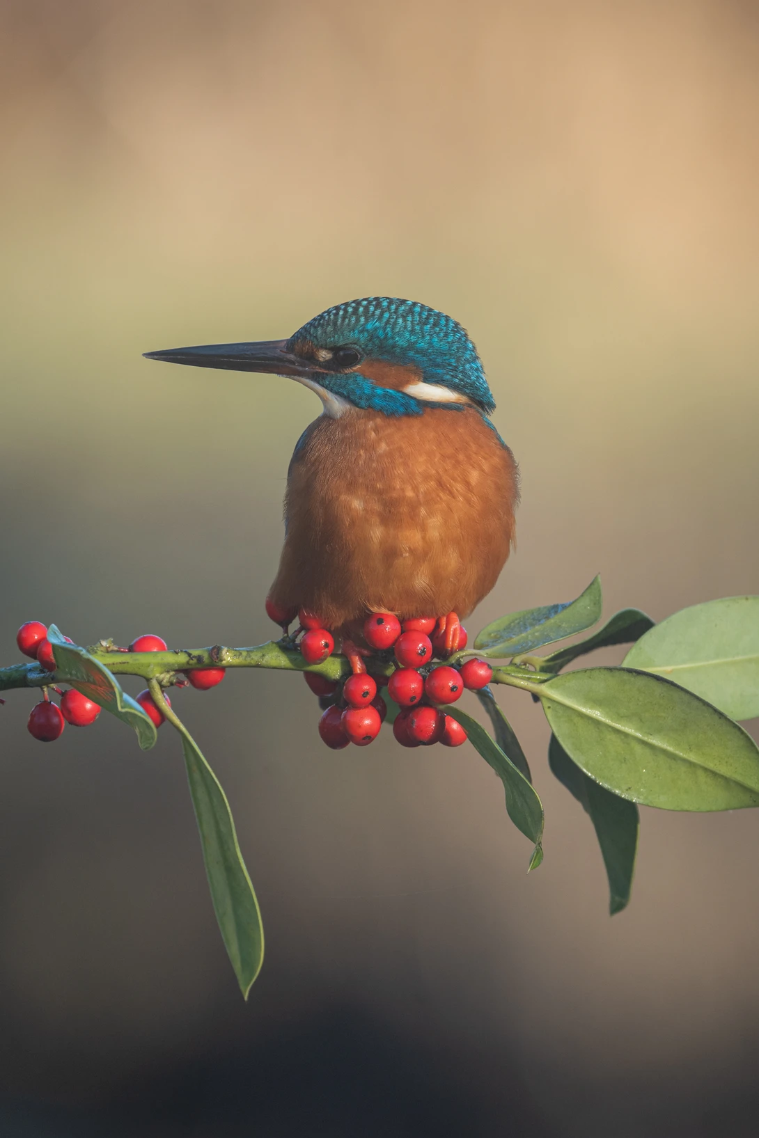Kingfisher perched on red berries with blue plumage and rust-colored chest.