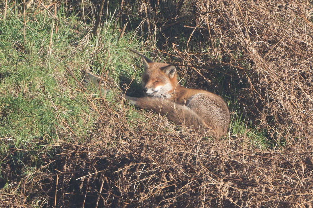 Red fox resting among dried brush and green grass in natural habitat.