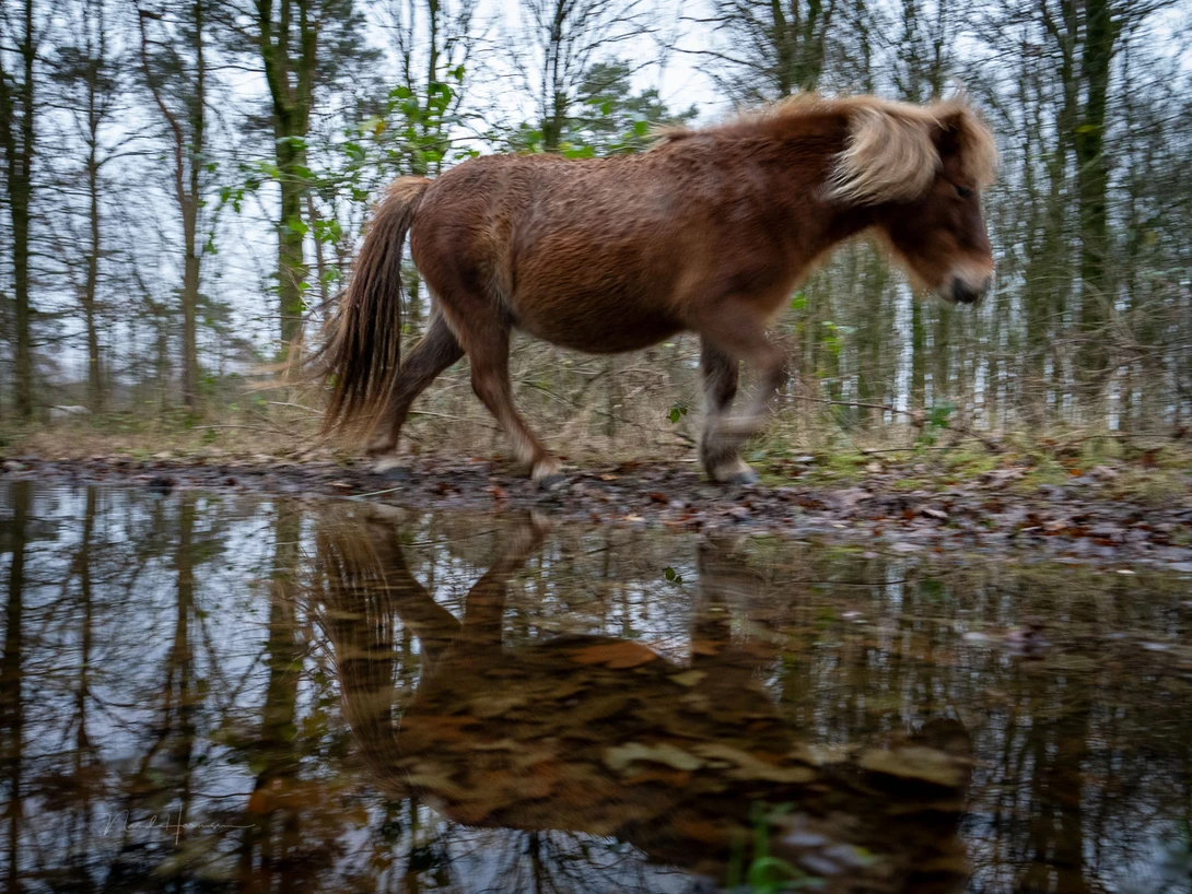 Even though the shutter speed wasn't too slow for hand-held photography, the motion of the subject prevented a sharp image. The panning wasn't a big help either.