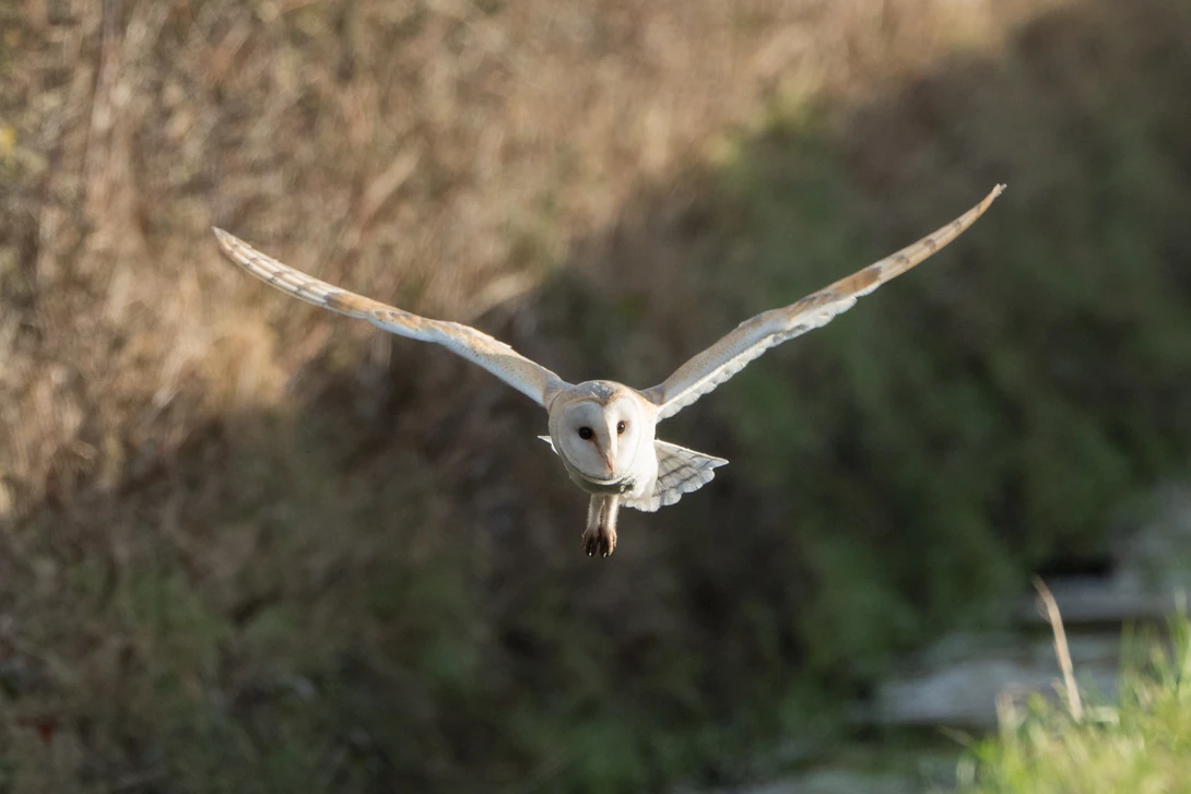 Barn owl in flight with wings spread wide, captured mid-dive against a blurred rocky cliff and vegetation background.