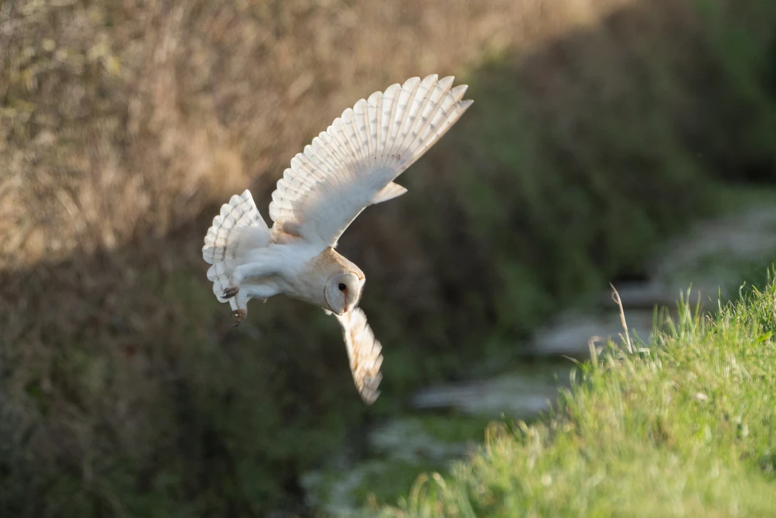 Barn owl in mid-dive with wings raised, hunting over grass near a stone wall.