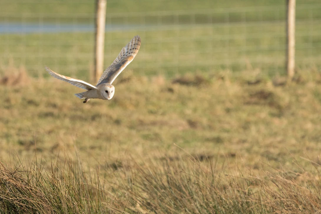 Barn owl in flight over grassland with wings spread wide during hunting dive.