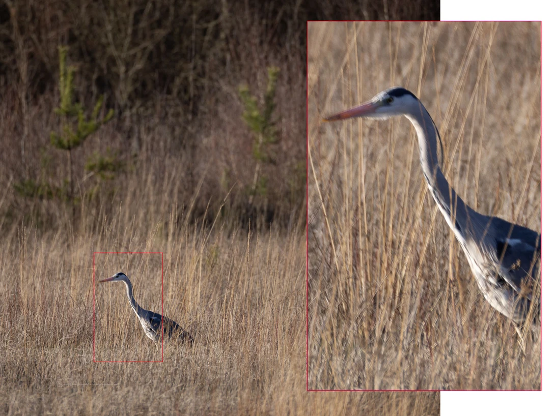 Capturing this Herron shouldn't be a problem. Unless you think using the RF200-800mm is similar to a RF 100-500mm or even a RF 70-200mm. Motion blur will occur if you don't threat the lens the way it should be.