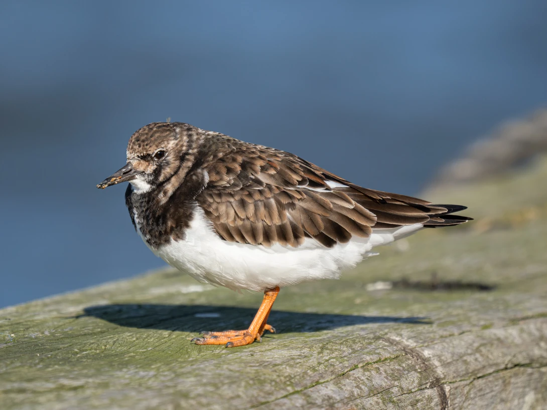 Ruddy turnstone perched on a weathered wooden post, displaying brown and white plumage with orange legs.