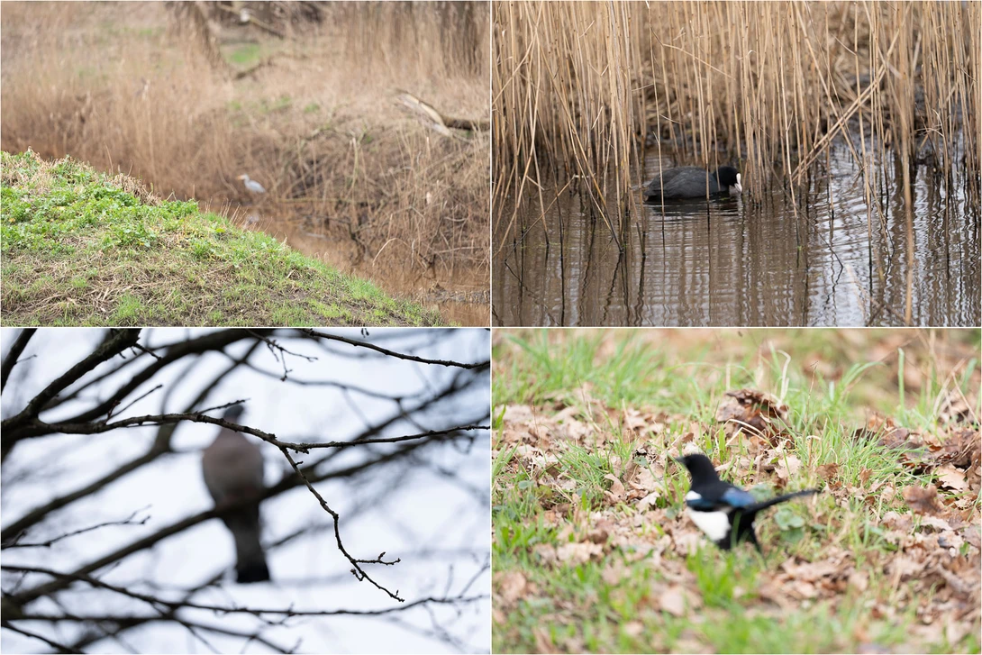 Four examples where the Sony A9 mark III struggled to get the subject in focus. It's understandable for the heron in the top right image, but not for the other three. I would expect the subject recognition to do better.