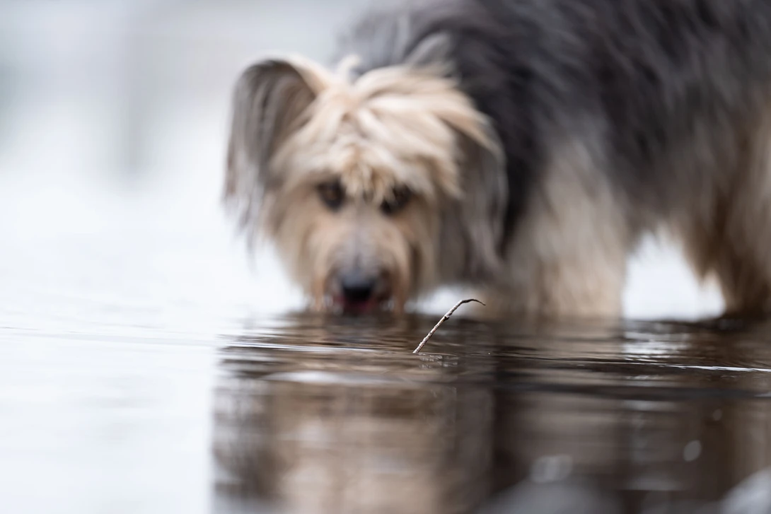 Strange how the cameras subject recognition doesn't recognize the dog. Instead it insisted on keeping focus on the twig. I had to switch to single point AF to get the focus on the right spot.