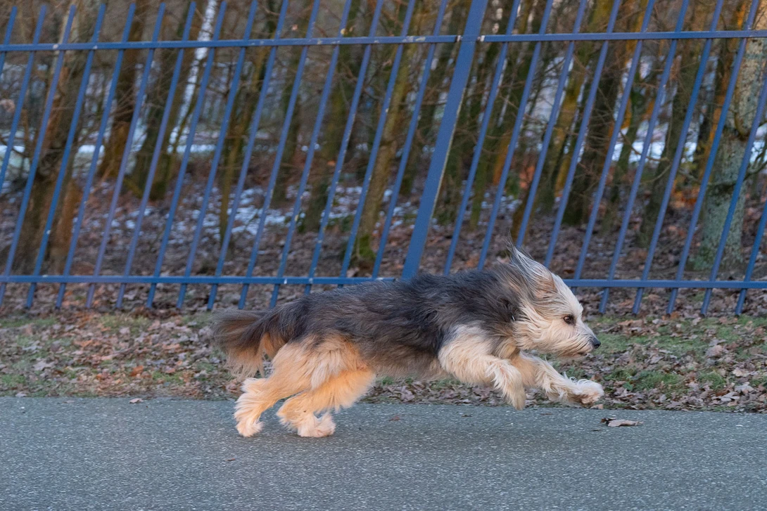 For reference, a similar shot I took with the recent Sony A7R C with the electronic shutter. There is a strong rolling shutter effect visible.