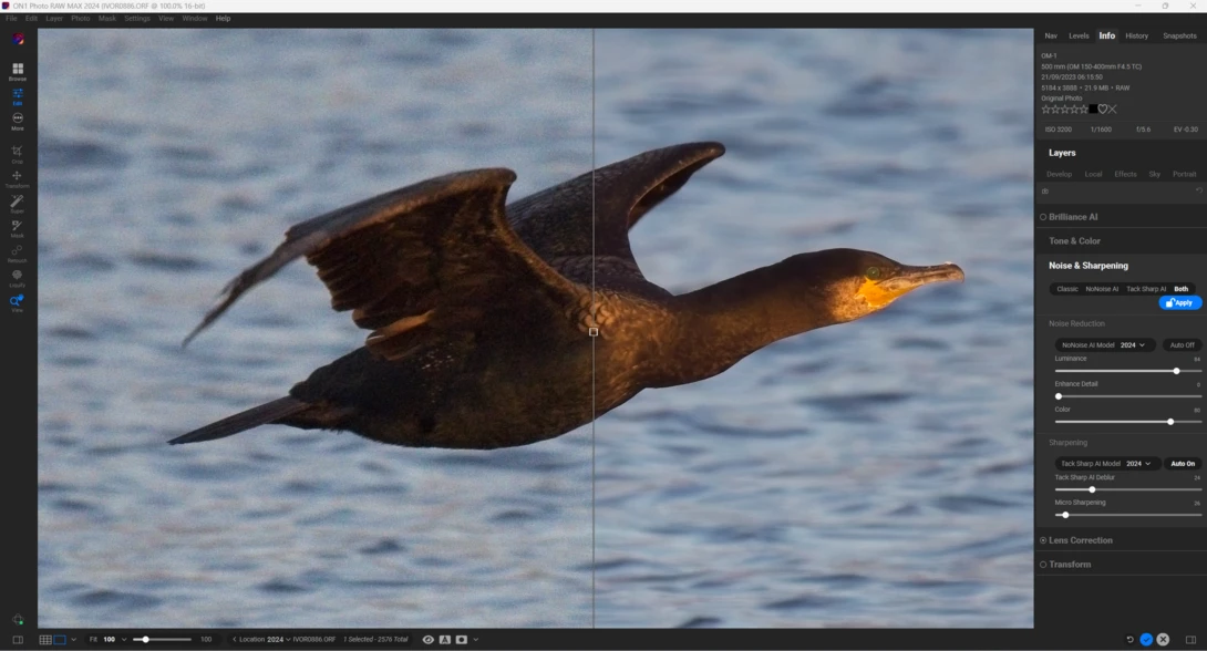 Cormorant in flight over water with wings spread, backlit by golden sunlight.