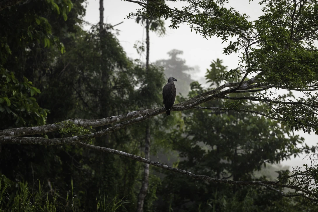 Eagle unprocessed