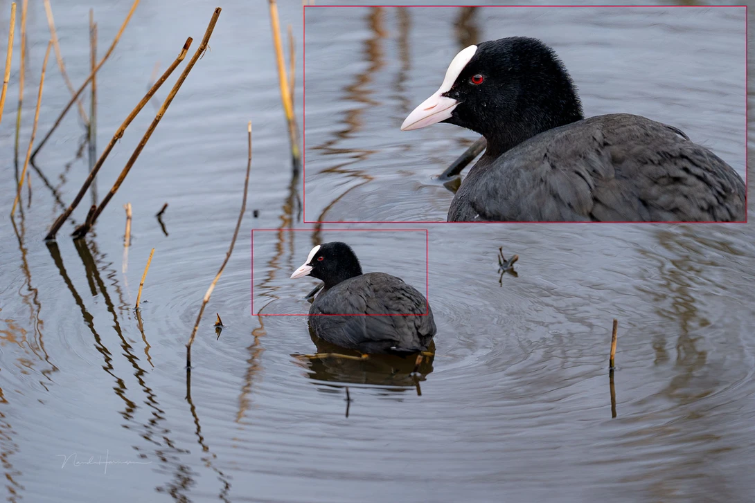 I didn't do extensive image quality testing, but it renders a lot of detail and nice colours. The image is straight from the camera.