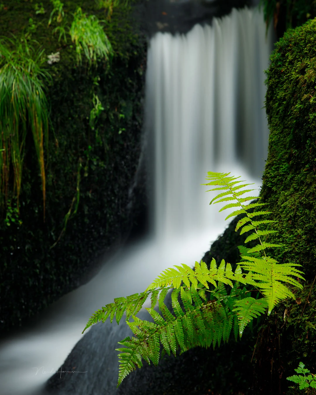 The fern roved to be a great subject. The waterfall worked great as a backdrop. This is a six second exposure.