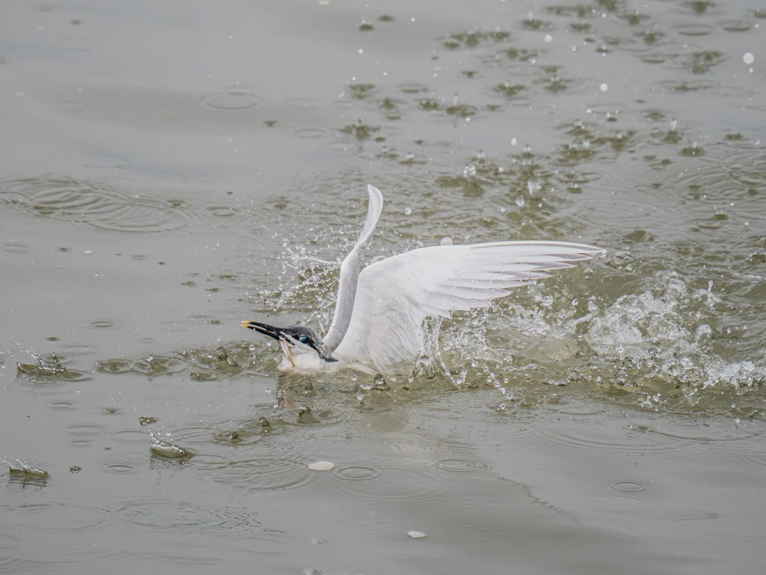 White egret with wings spread, wading through shallow water with vegetation floating on surface.