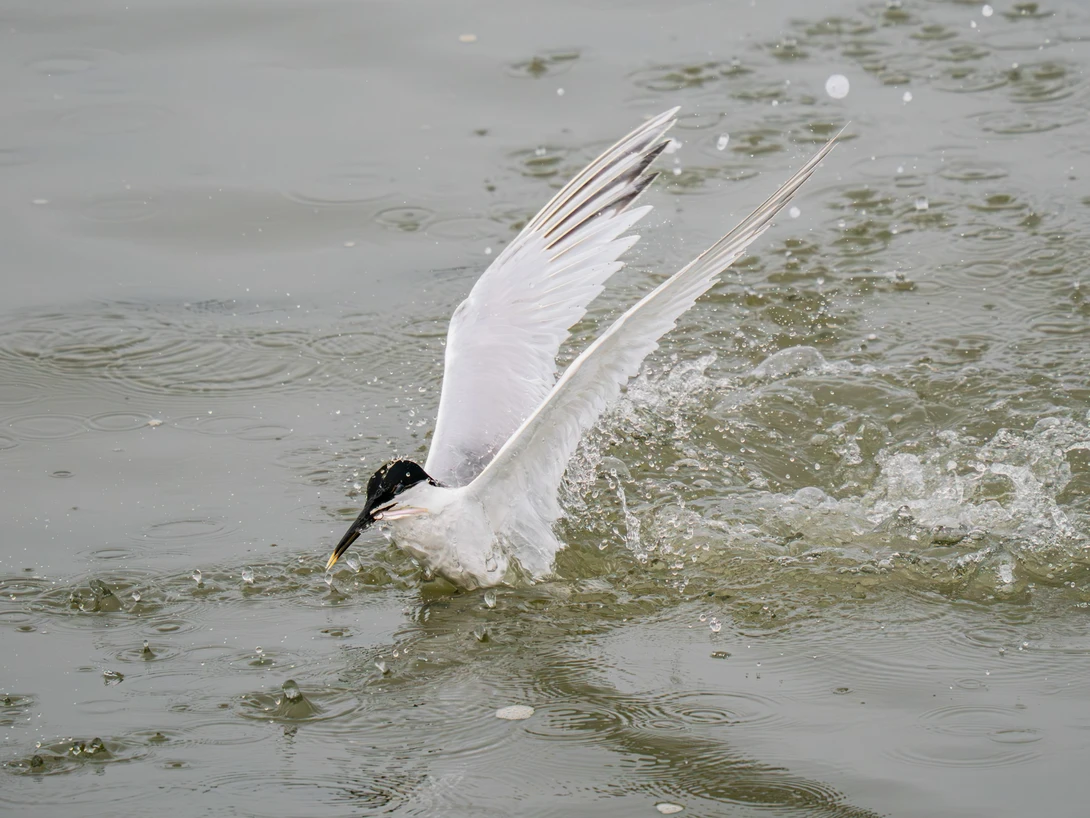 White bird with black head diving into shallow water with wings spread wide.