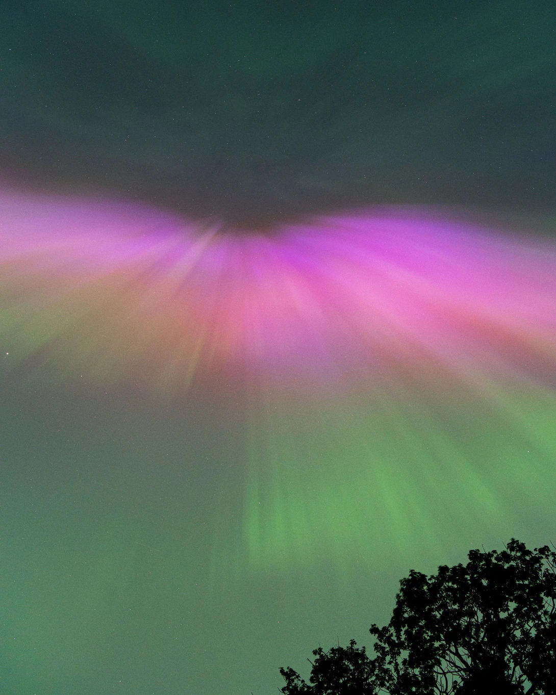 Aurora borealis with vibrant magenta and green bands radiating across the night sky above a dark treeline silhouette.