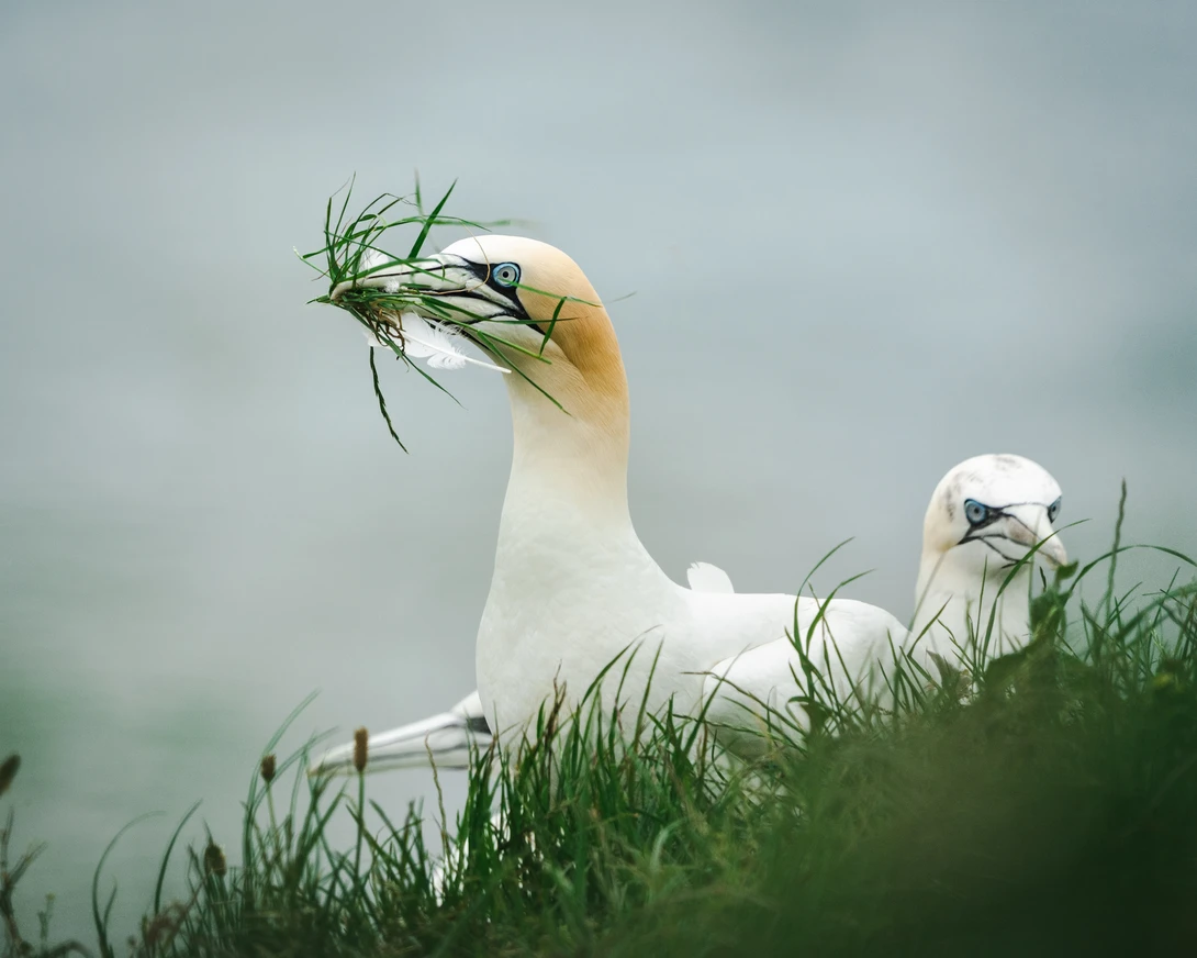 White seabird with yellow-orange head holding fresh green grass in its beak.