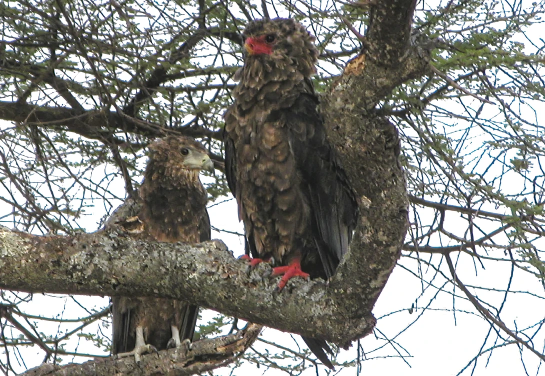 Two raptors perched together on a lichen-covered branch with bare twigs in the background.