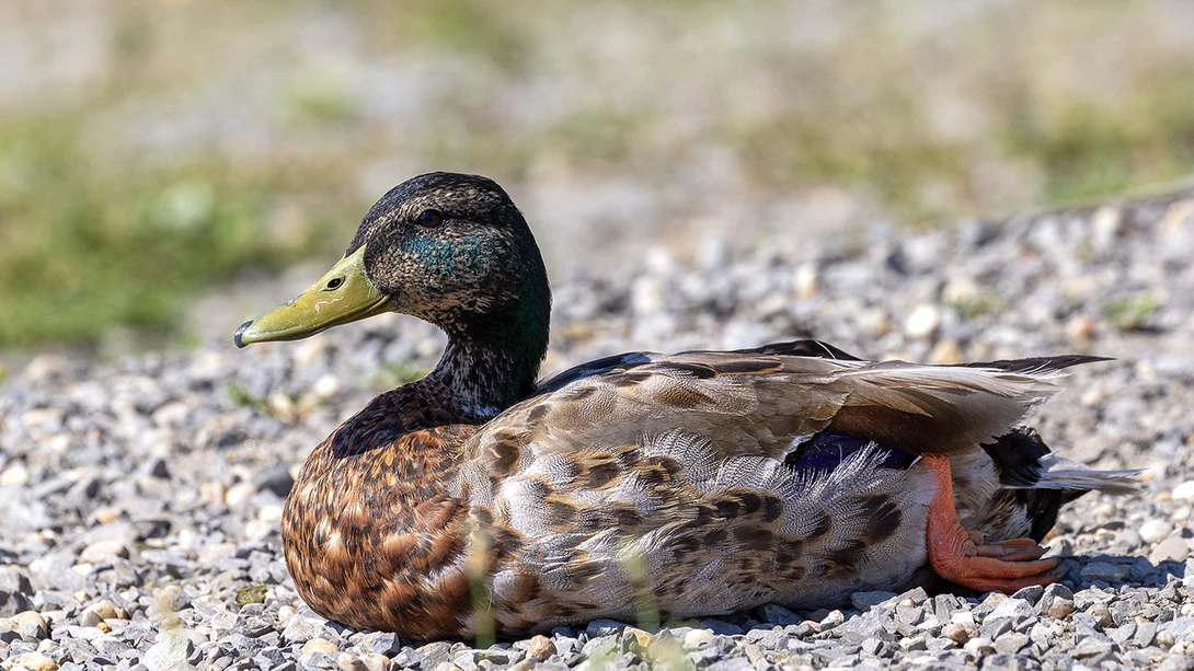 Using an L-series lens on the 60D really makes a difference in image quality.