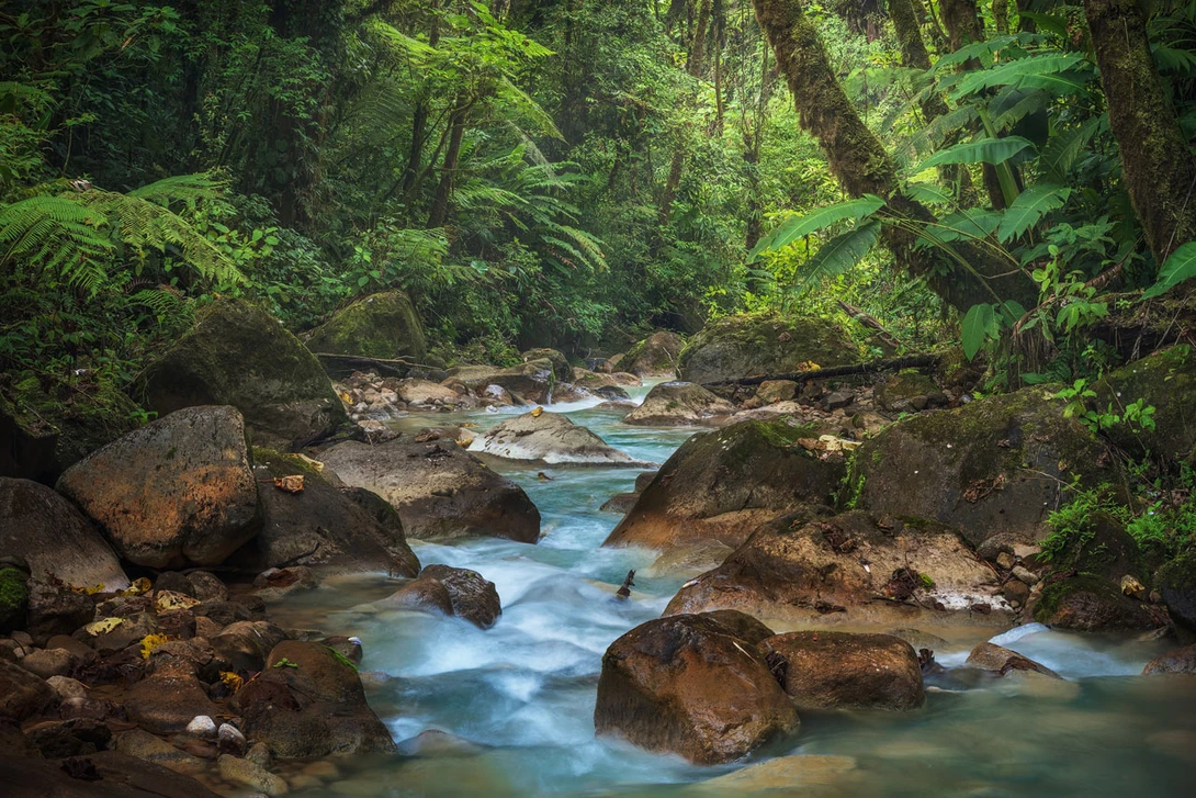 Costa Rica Forest Scene