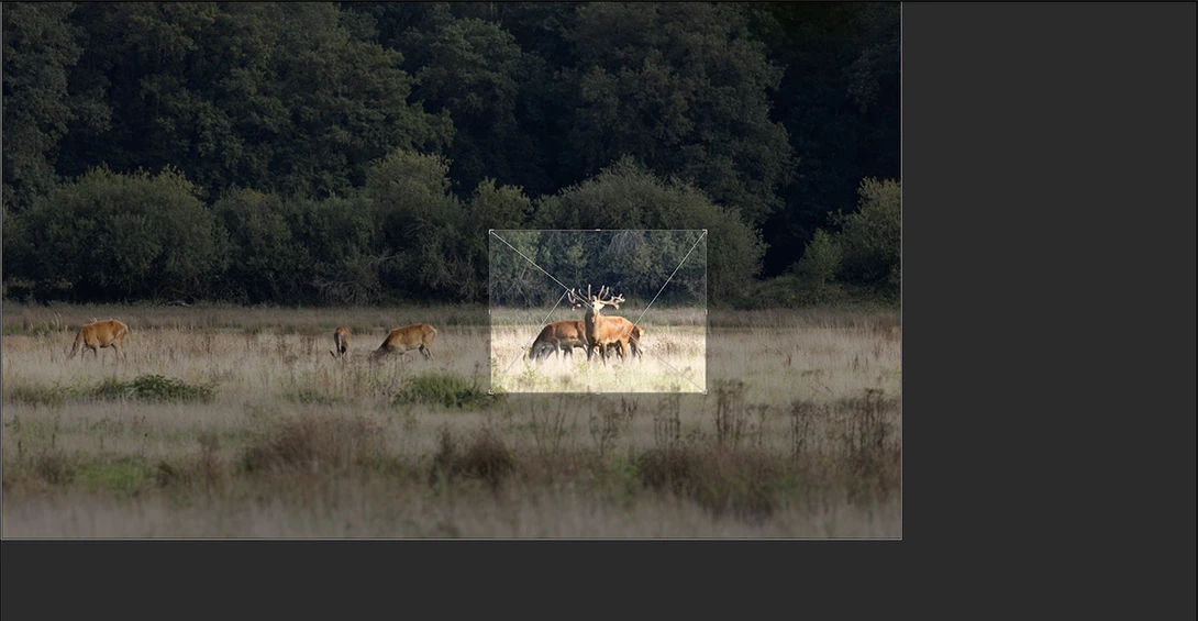 Cropping for more magnification can be used into extremes. How far are you willing to go?