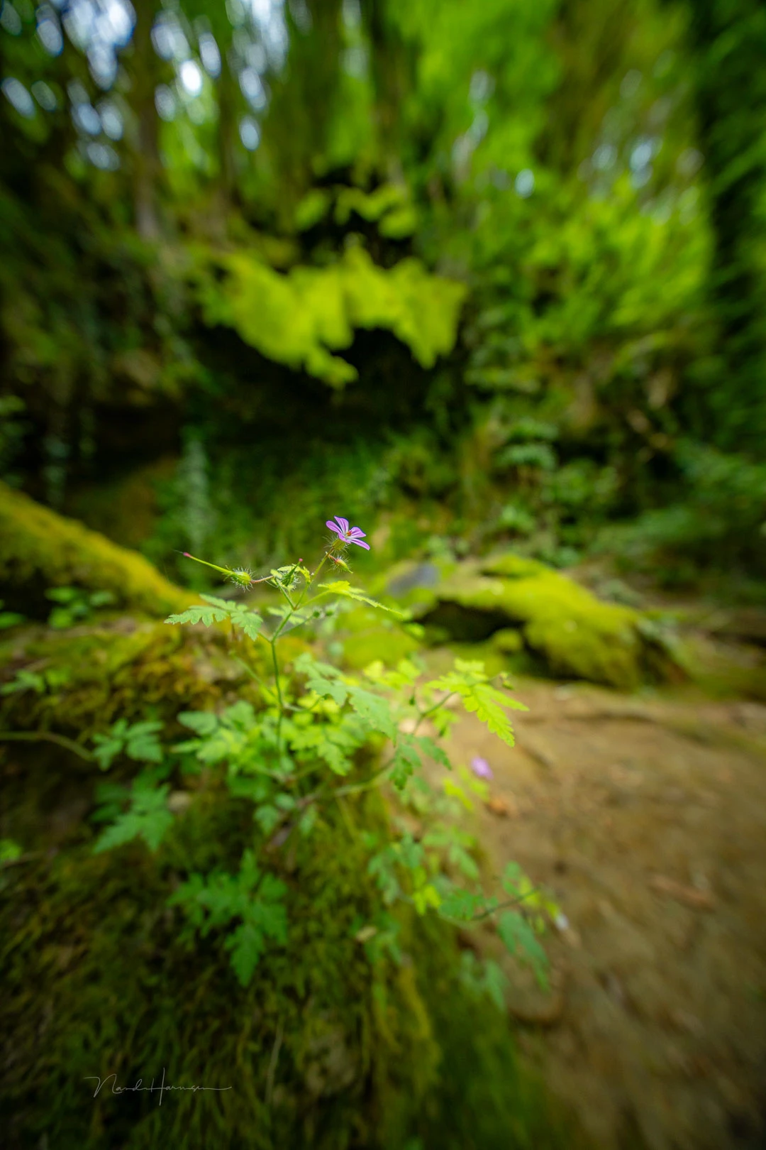 The bokeh is not that nice. At least, that's my opinion.