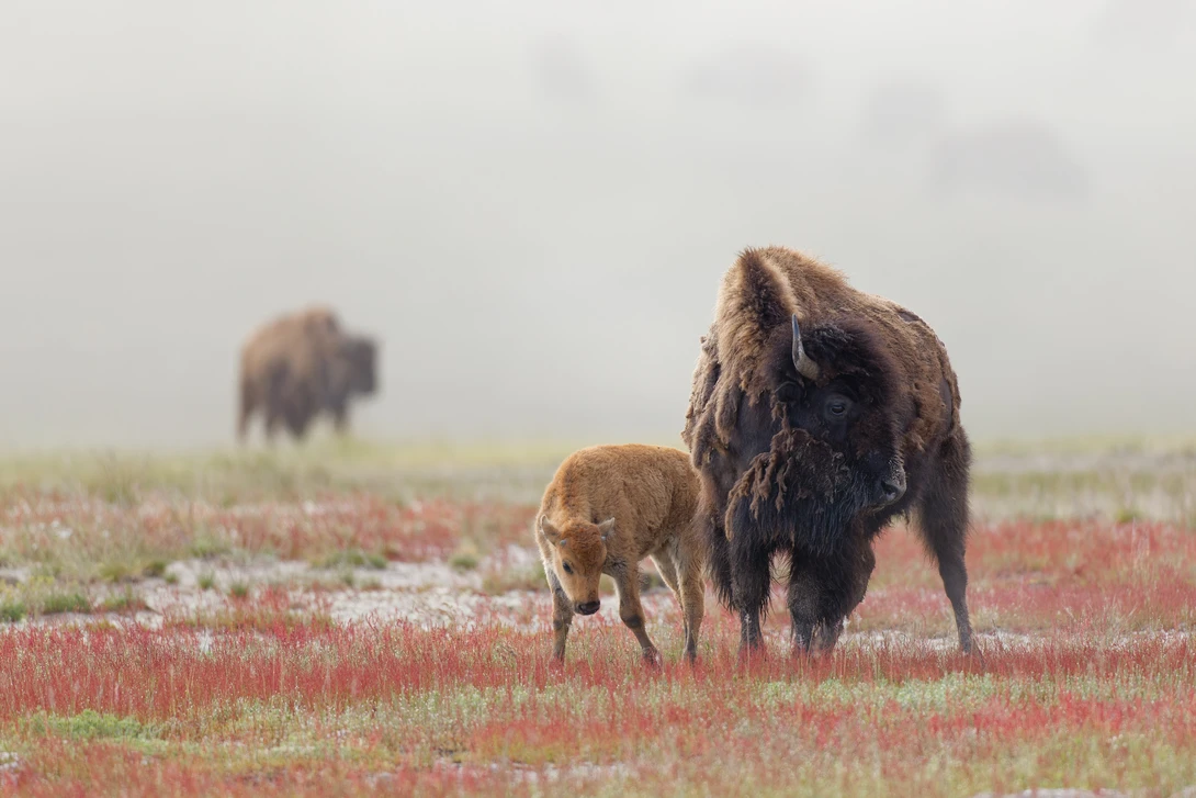 American bison cow and calf grazing in a sparse, low-vegetation prairie landscape with misty conditions.