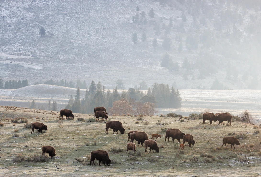 Herd of elk grazing in a misty valley meadow with forested mountains in the background.