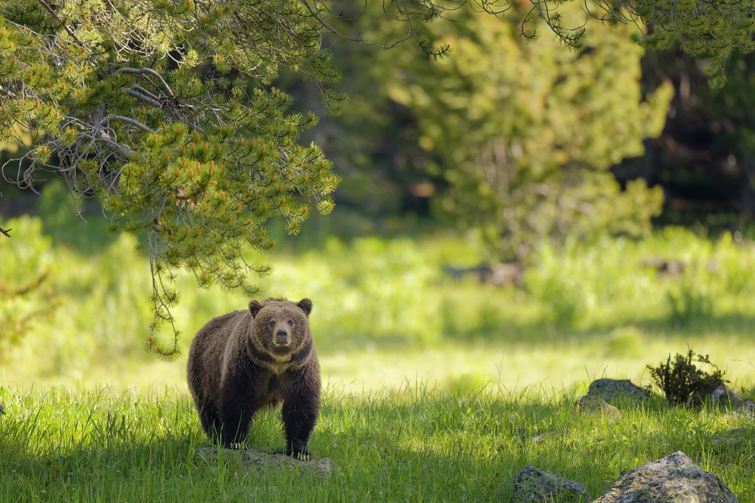 Brown bear standing in a sunlit meadow beneath overhanging evergreen branches.
