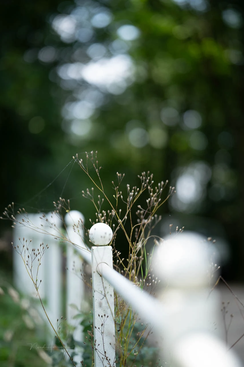 The in-focus and out-of-focus transitions. This lens performs great.