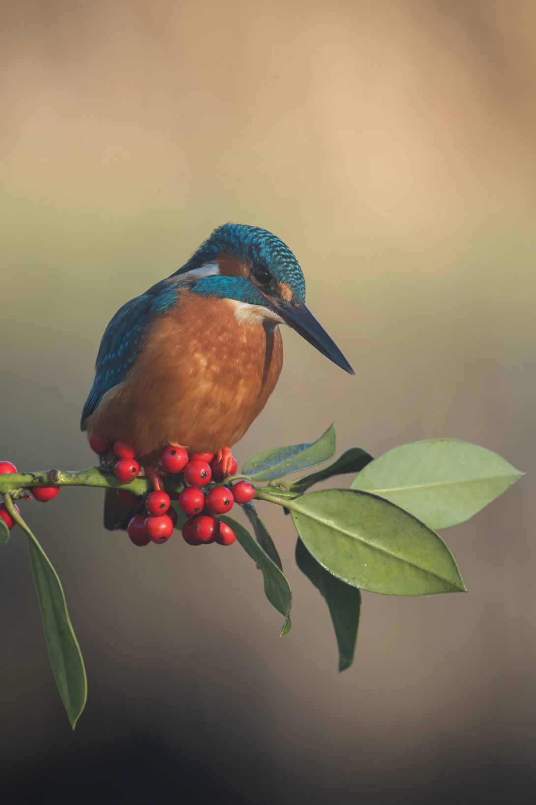 Kingfisher perched on a branch with red berries and green leaves against a soft, blurred background.