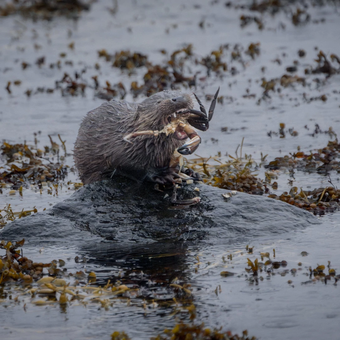 Otter swimming in shallow water among seaweed and mudflats, holding food to its mouth.