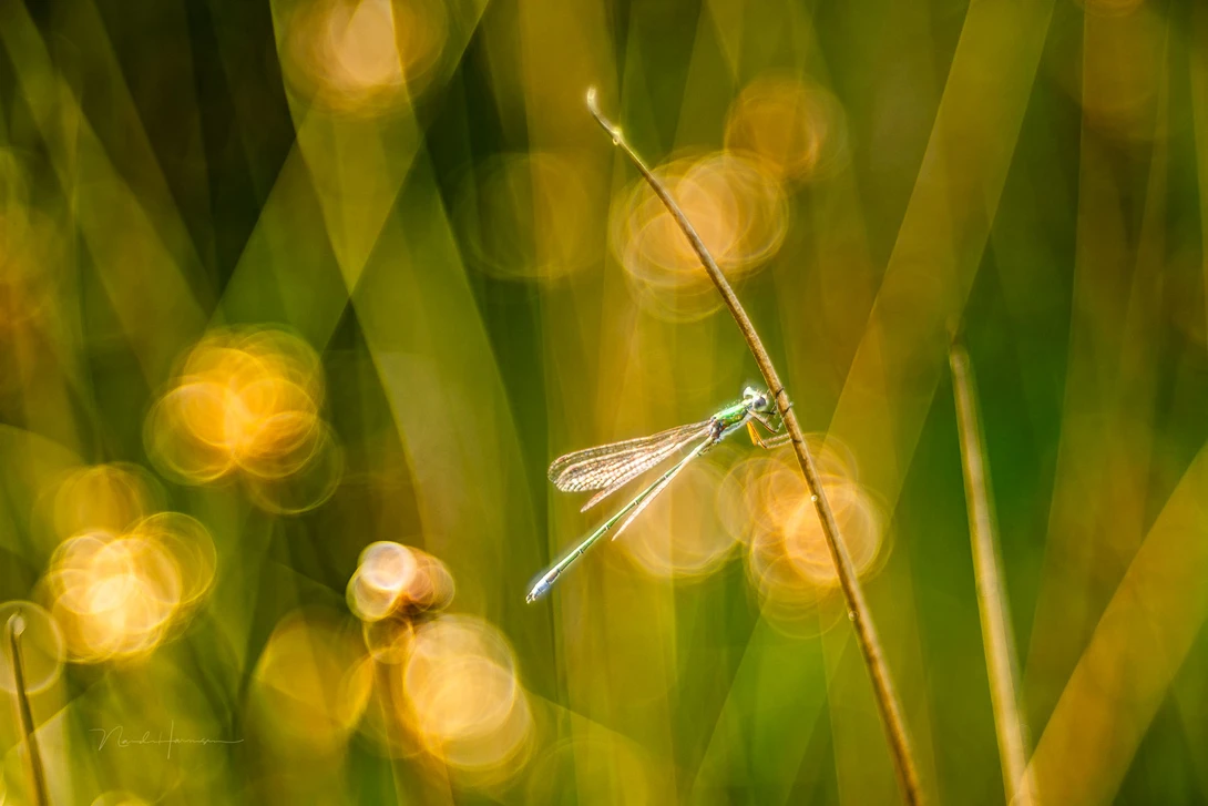 Blue dragonfly perched on a grass stem with bokeh wildflower lights in soft yellow and green background.
