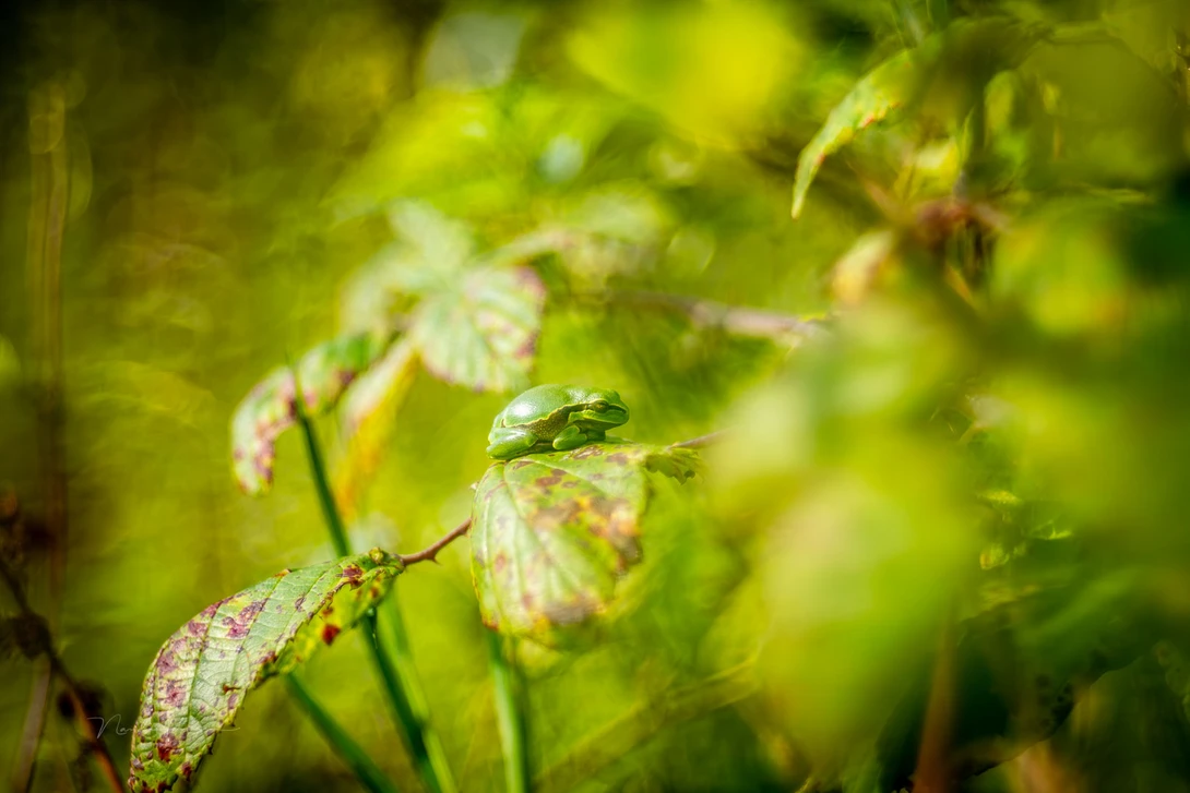 Tree frog. Captured without extension tubes and f/2.8.