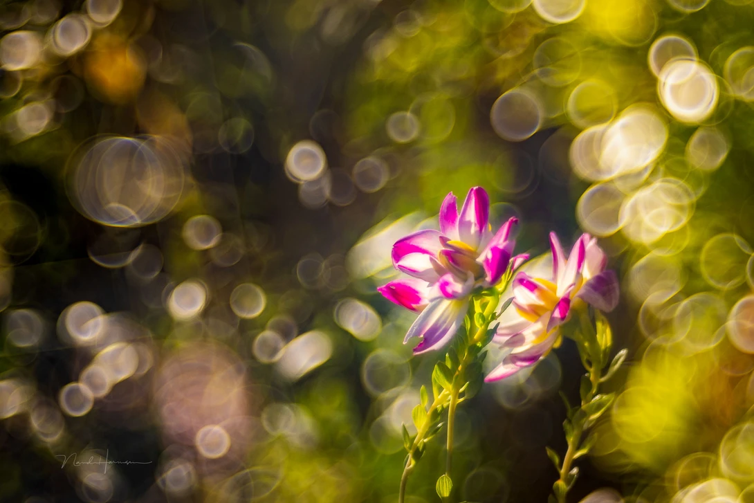 The typical soap bubble bokeh of the Meyer-Optik Görlitz Trioplan 100mm f/2.8. Captured while fitted onto a Canon EOS R5, just like every other photo in this article. This without extension tubes, at ISO100, f/2,8 and 1/640s.