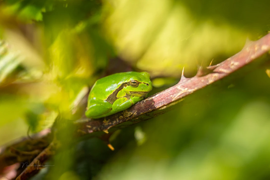 Tree frog. Captured with extension tubes and f/2.8.