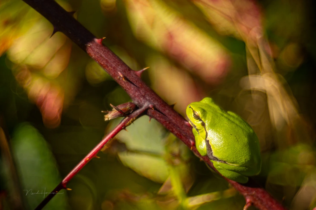 Tree frog, captured with extension tubes. Captured with f/2.8