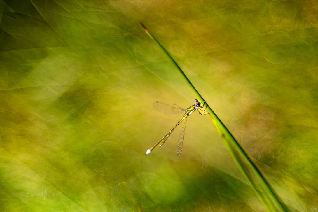 Damselfly. Captured with extension tubes and f/2.8.