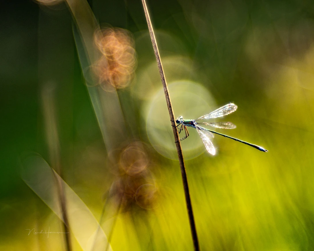 Damselfly with soap bubble bokeh. Captured with extension tubes and f/2.8.
