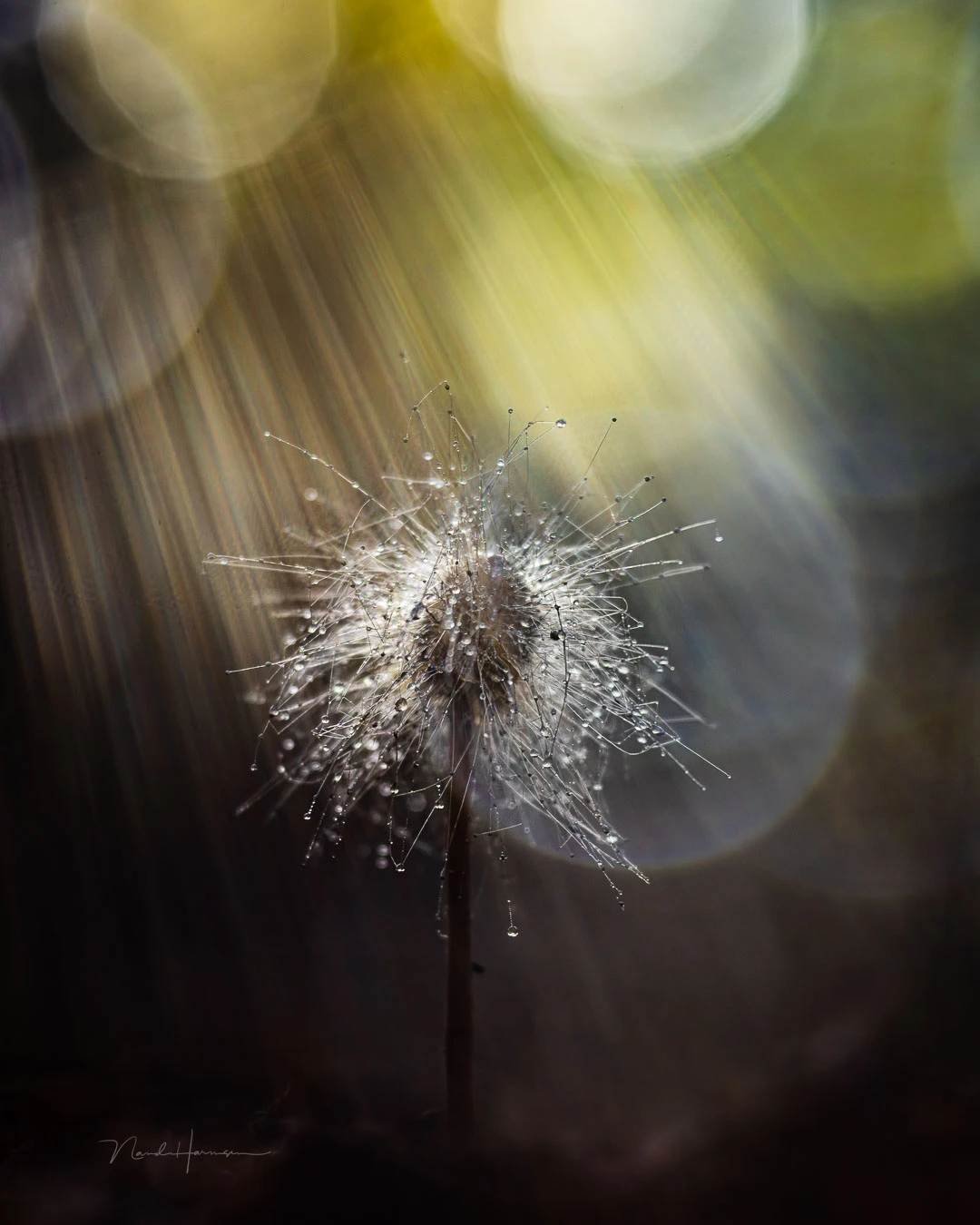 A fungus in punk-style, an in-camera double exposure with the Meyer-Optik Görlitz Trioplan 100mm f/2.8, shot with a Canon EOS R5.