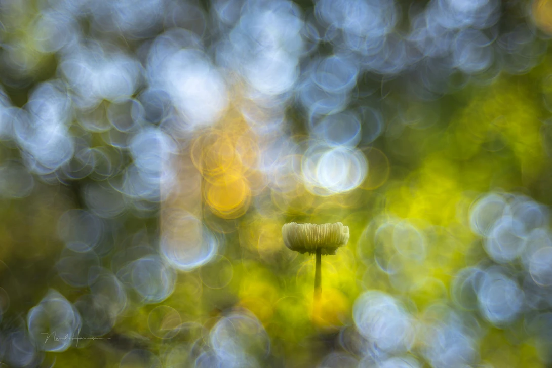 In-camera double exposure with the Meyer-Optik Görlitz Trioplan 100mm f/2.8. Captured with the Canon EOS R5.