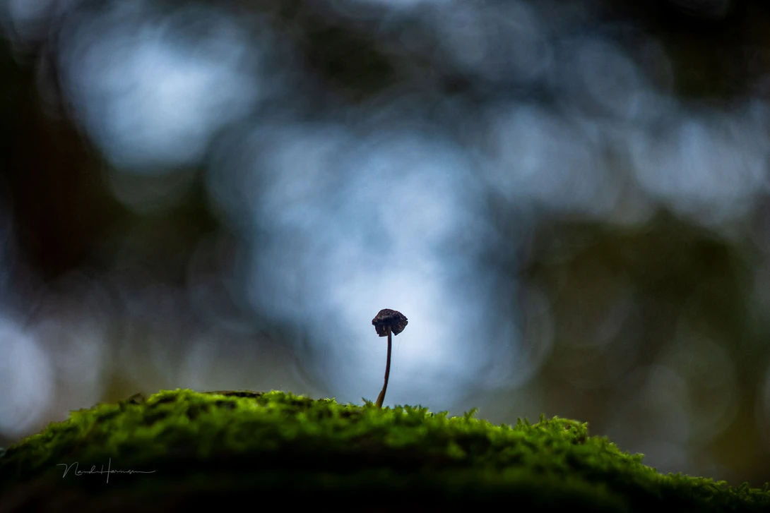 The last fungi of autumn, captured with the Helios 44-2 and the Canon EOS R5. There is a slight hint of swirl-bokeh, but not much. It turns out this is not the right situation for this typical bokeh to be visible.