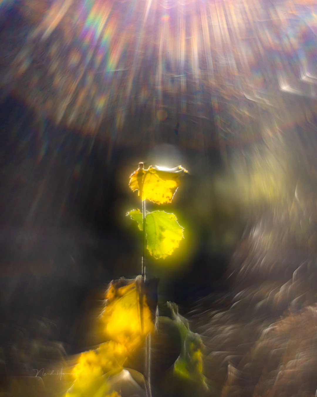 Birch leaves in sunlight. Captured with the Helios 44-2 with reversed front lens element. The flare is used to complement the composition and the Orton-like glow is the effect of the reversed lens. Shot on a Canon EOS R5.