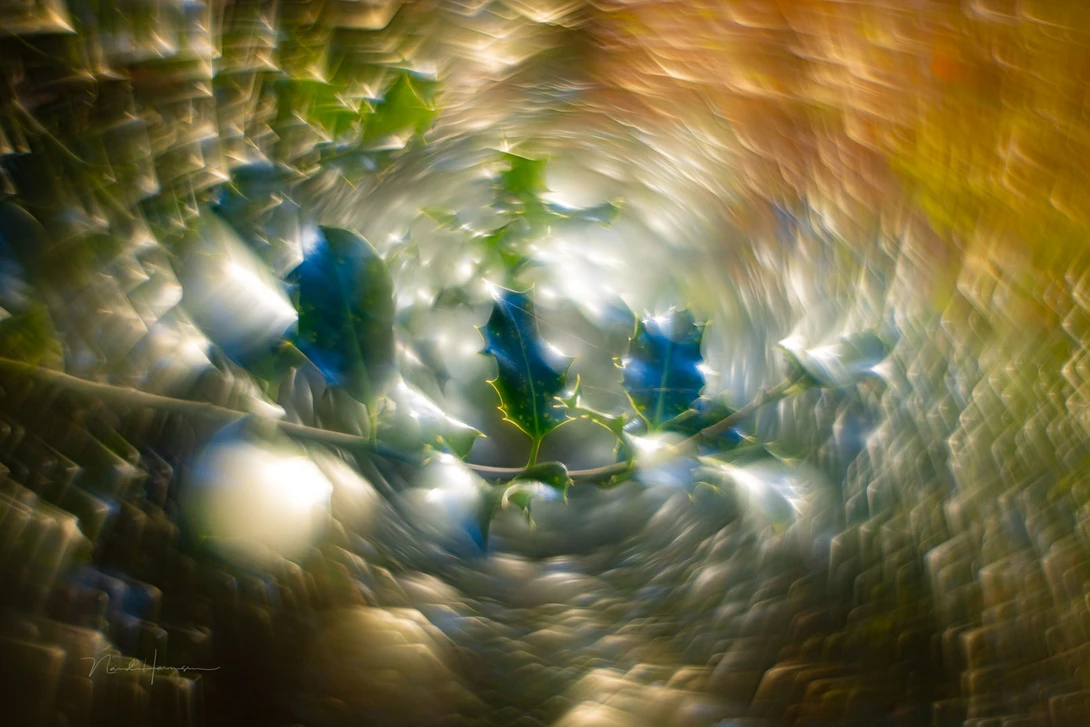 Holy, captured with the Helios 44-2 with reversed front lens element. A single capture, with strong backlight produced this beautiful effect. This is the effect I was hoping for when buying this particular lens.