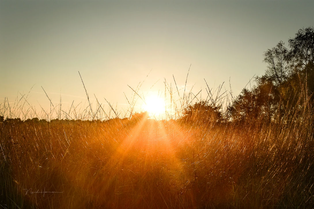 Light circles, a optical phenomenon that can be seen around bright light sources.