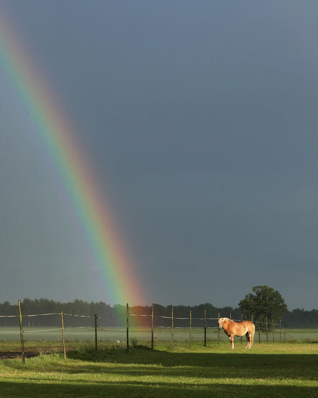A rainbow and a horse.&nbsp;