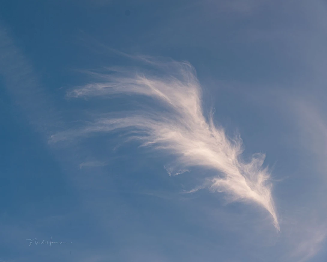A beautiful looking wind feather.