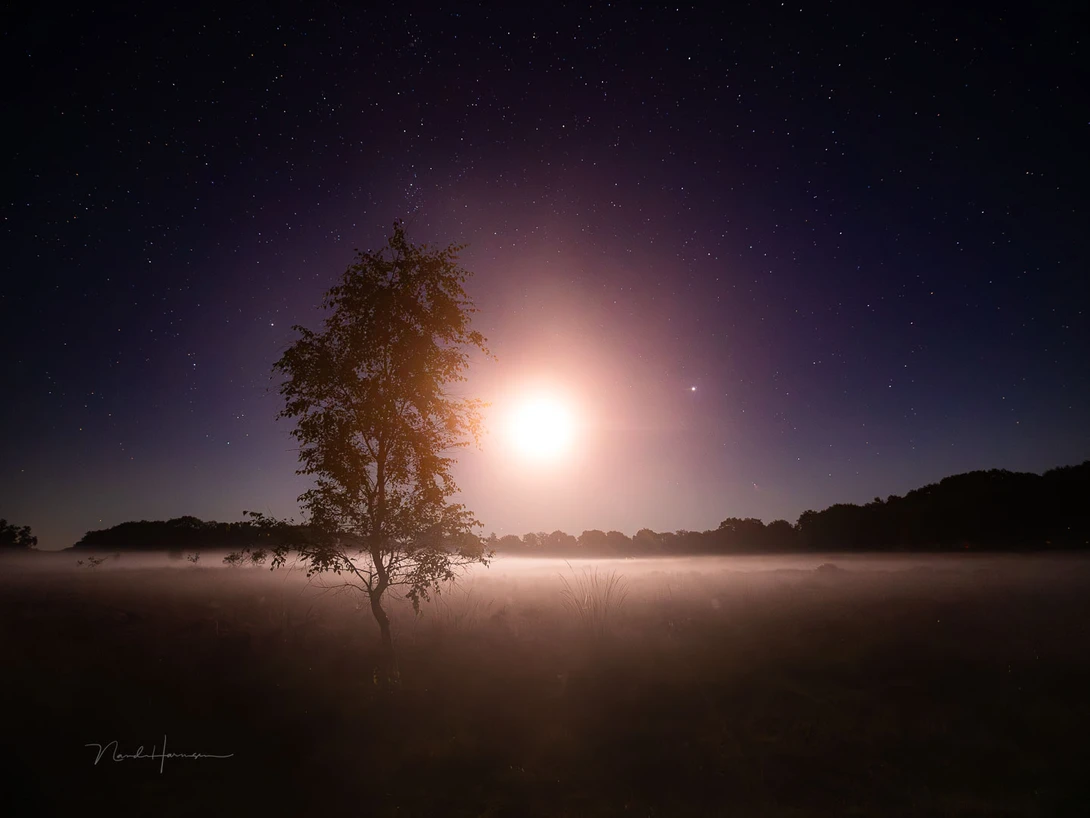 Witte Wieven on a field of heather during full moon.