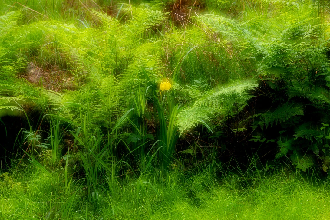 Orton effect with in-camera double exposure.&nbsp;