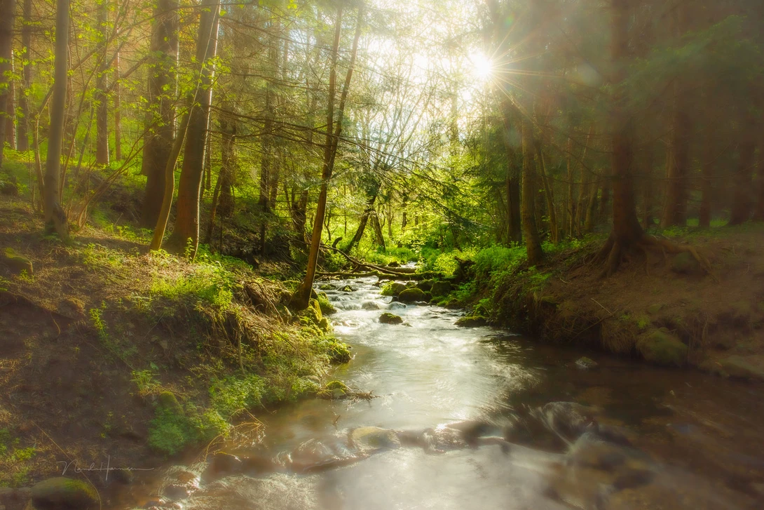 Orton effect in-camera with a double exposure and help of flares. You're limited by your own creativity.