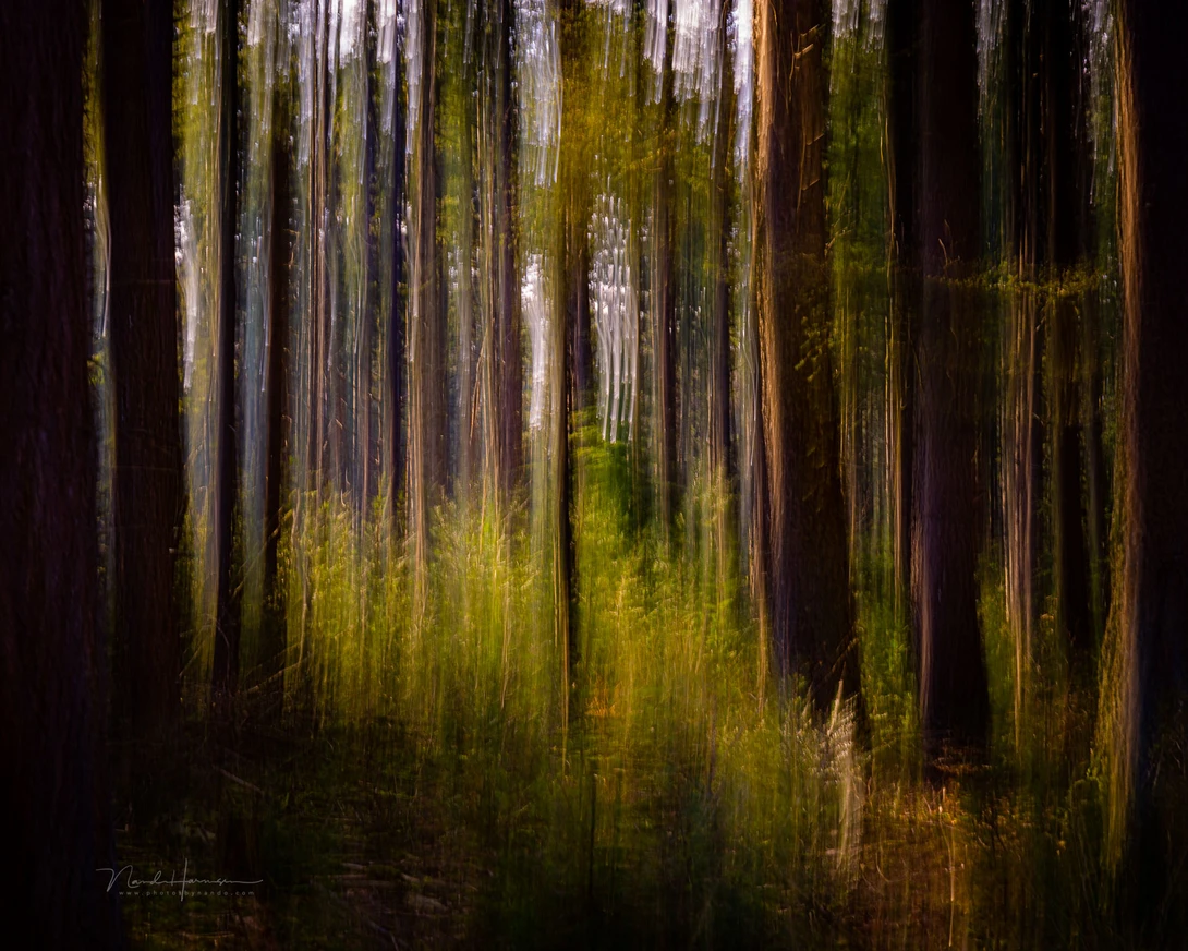 A forest isn't in motion. That can be limiting when using ICM since you have to take the subject into account. The movement must fit the subject.