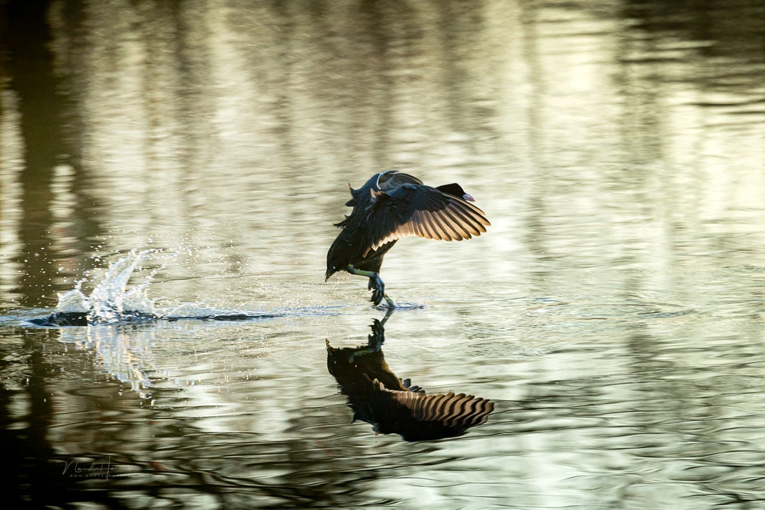 Pre capture is a welcome option for bird photography, sports and action.&nbsp;